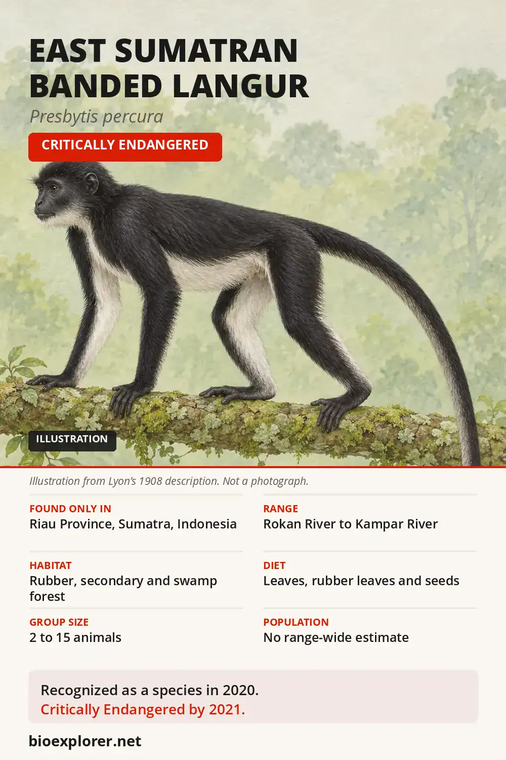 Infographic on the East Sumatran banded langur, a Critically Endangered leaf monkey of Riau, Sumatra