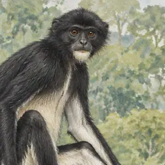 Head of an East Sumatran banded langur showing its blackish face and whitish chin Head of an East Sumatran banded langur showing its blackish face and whitish chin