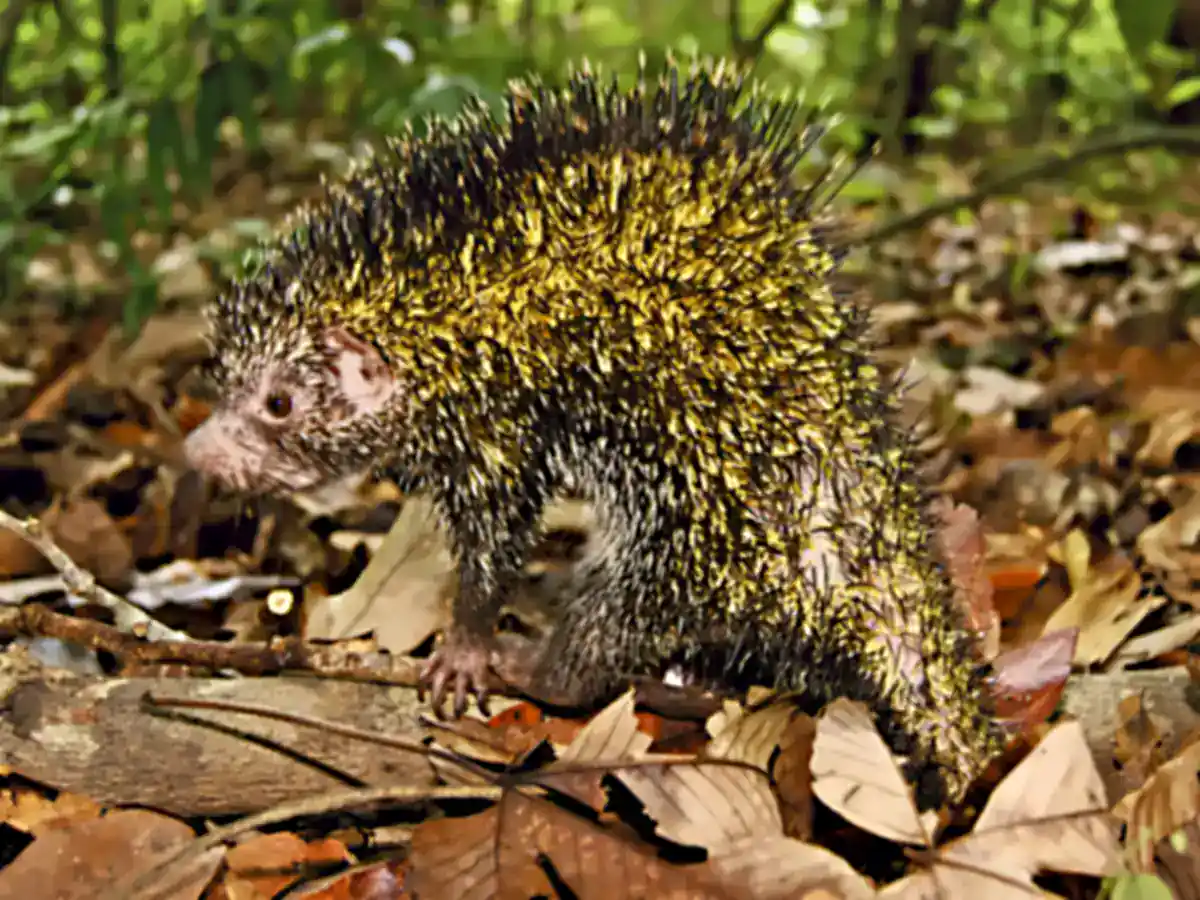 Eastern Amazonian Dwarf Porcupine on leaf litter in Mato Grosso, showing black quills with pale yellow bases