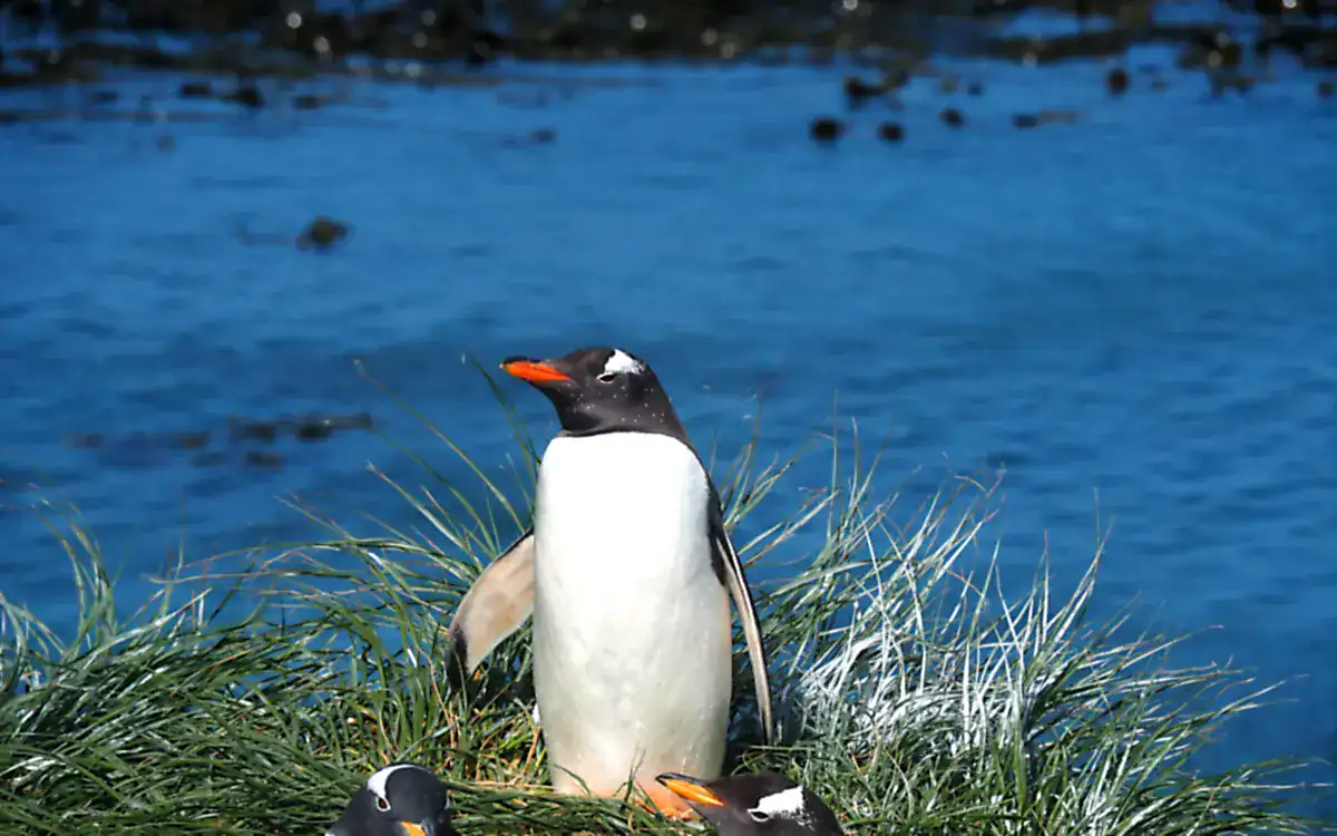 A gentoo penguin standing in tall grass by the sea on Macquarie Island