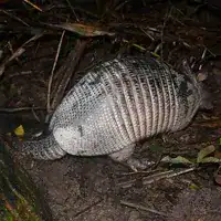 Eastern greater long-nosed armadillo at night in rainforest in Beni, Bolivia