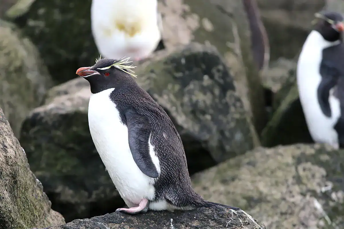 An Eastern Rockhopper Penguin with a red eye and yellow crest perched on rocks at Heard Island