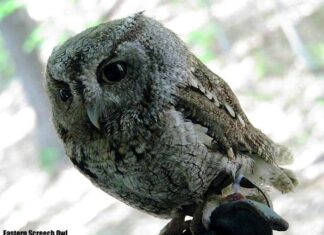 Eastern Screech Owl