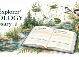 Ecology Glossary