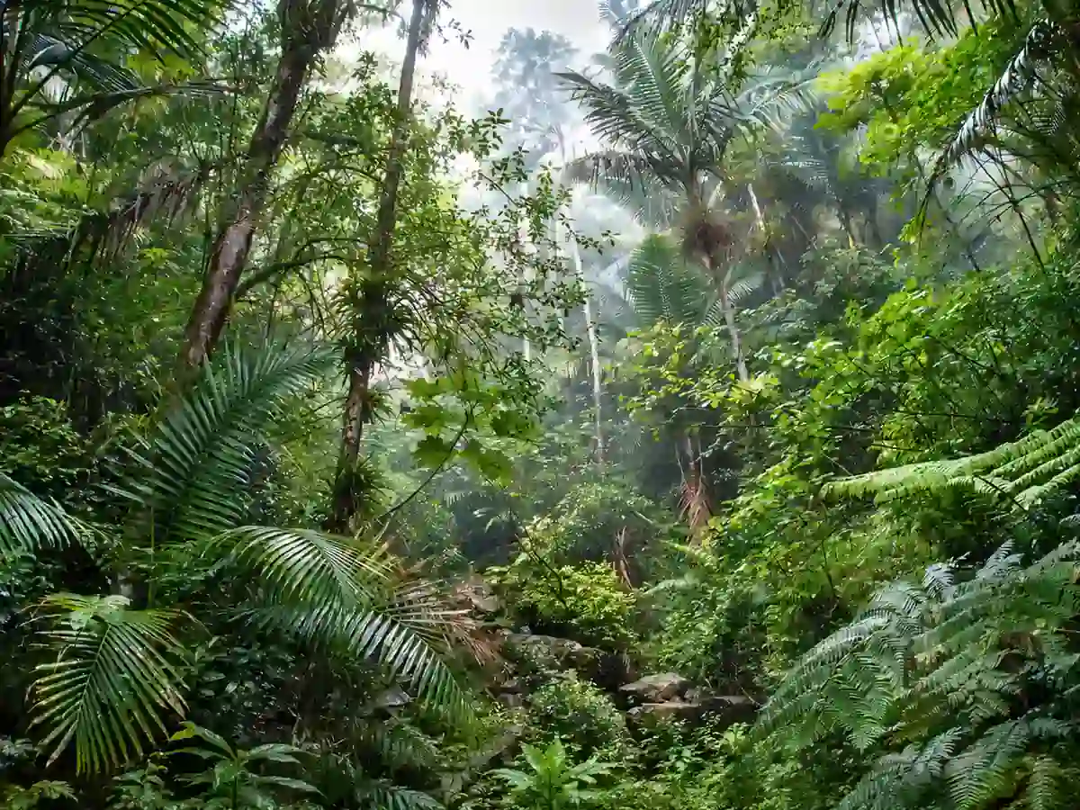 Palms, tree ferns, and mist in the tropical rainforest of El Yunque National Forest, Puerto Rico