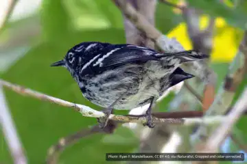 Elfin-woods Warbler