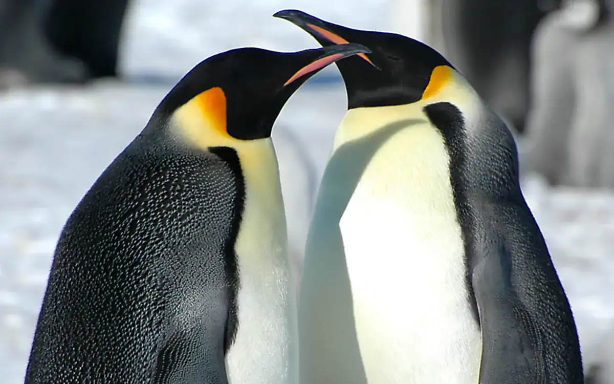 Two adult Emperor Penguins with golden ear patches standing close together on snow at Snow Hill Island