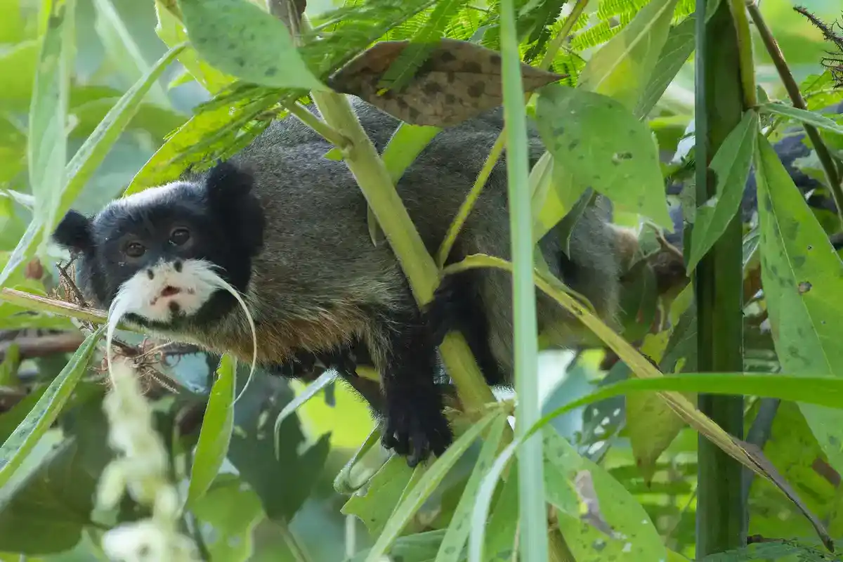 Emperor tamarin (Saguinus imperator) in Amazonian forest Emperor tamarin in foliage, long white moustache clearly visible