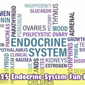 Endocrine System Fun Facts
