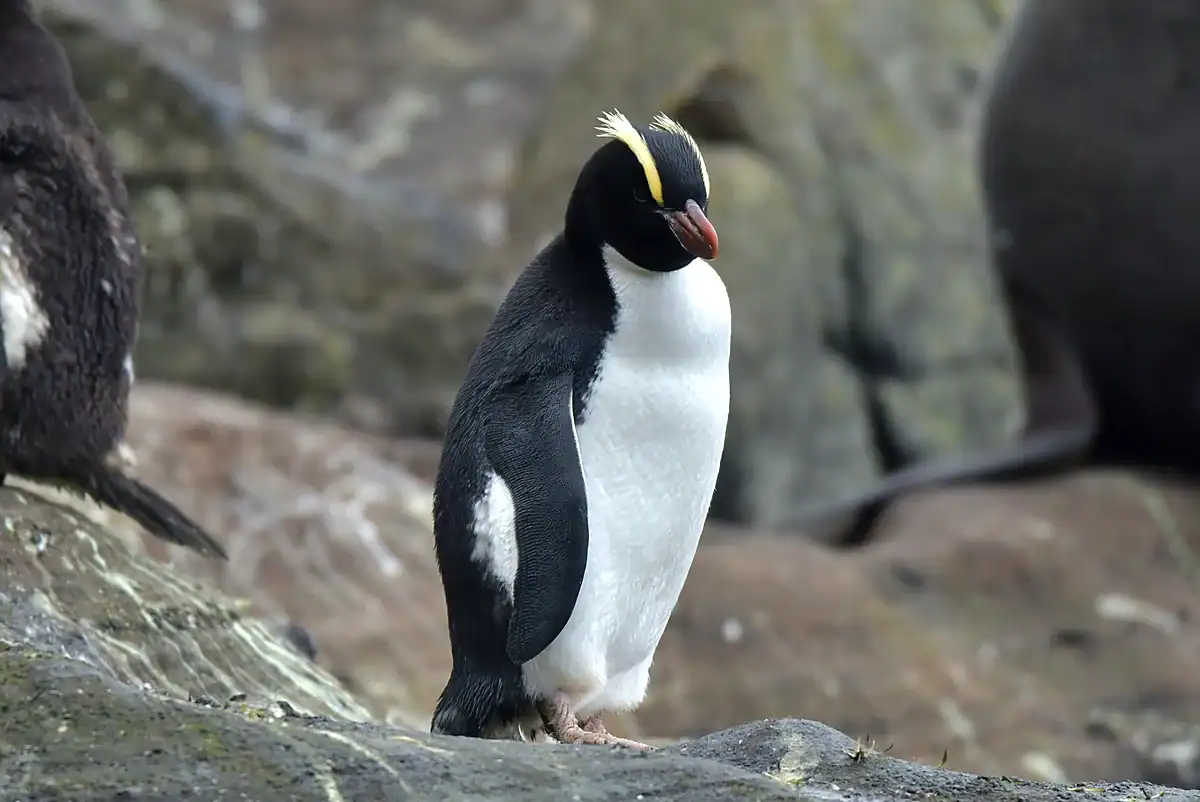 An Erect-crested Penguin with an upright brushy yellow crest standing on a rock