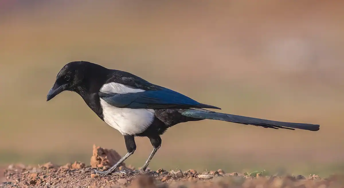 Eurasian Magpie standing on bare ground, showing its white shoulder patch and long glossy tail