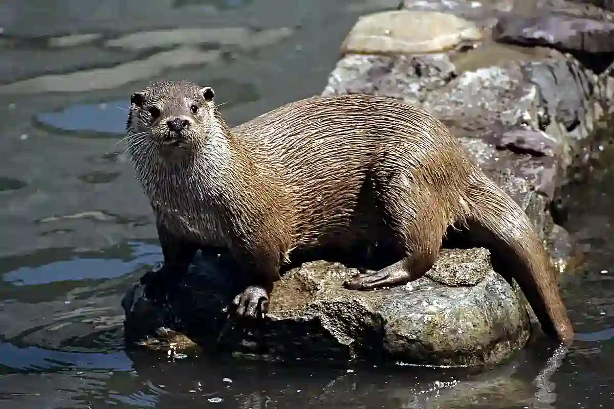 Eurasian otter on a riverbank showing its pale throat and broad nose