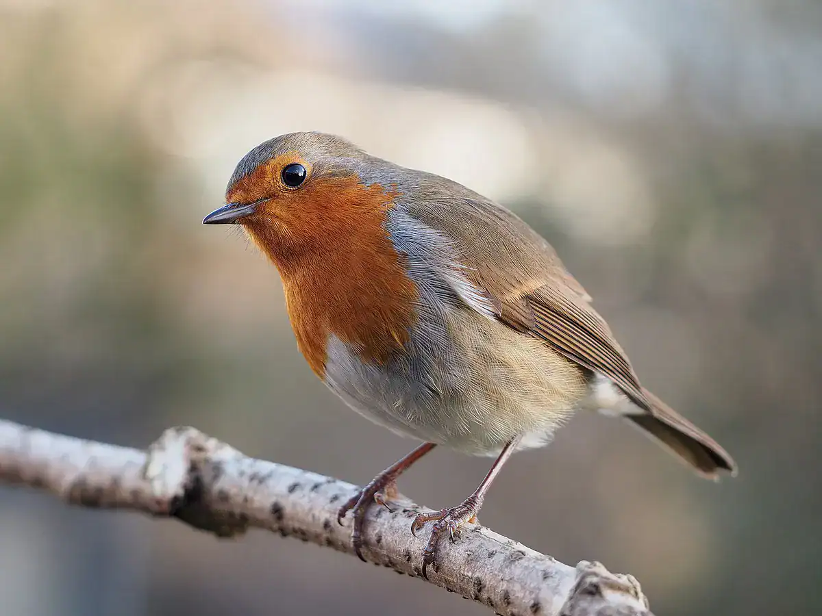 European robin perched on a branch with its head tilted