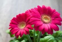 25 Most Known Exotic Flowers