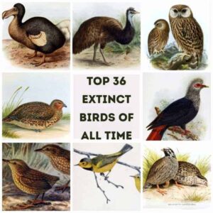 Top 36 Extinct Birds From Millions To Zero!