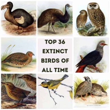 Top 36 Extinct Birds From Millions To Zero!
