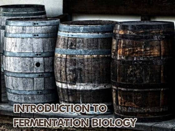 Introduction To Fermentation Biology | Types of Fermentation | BioExplorer
