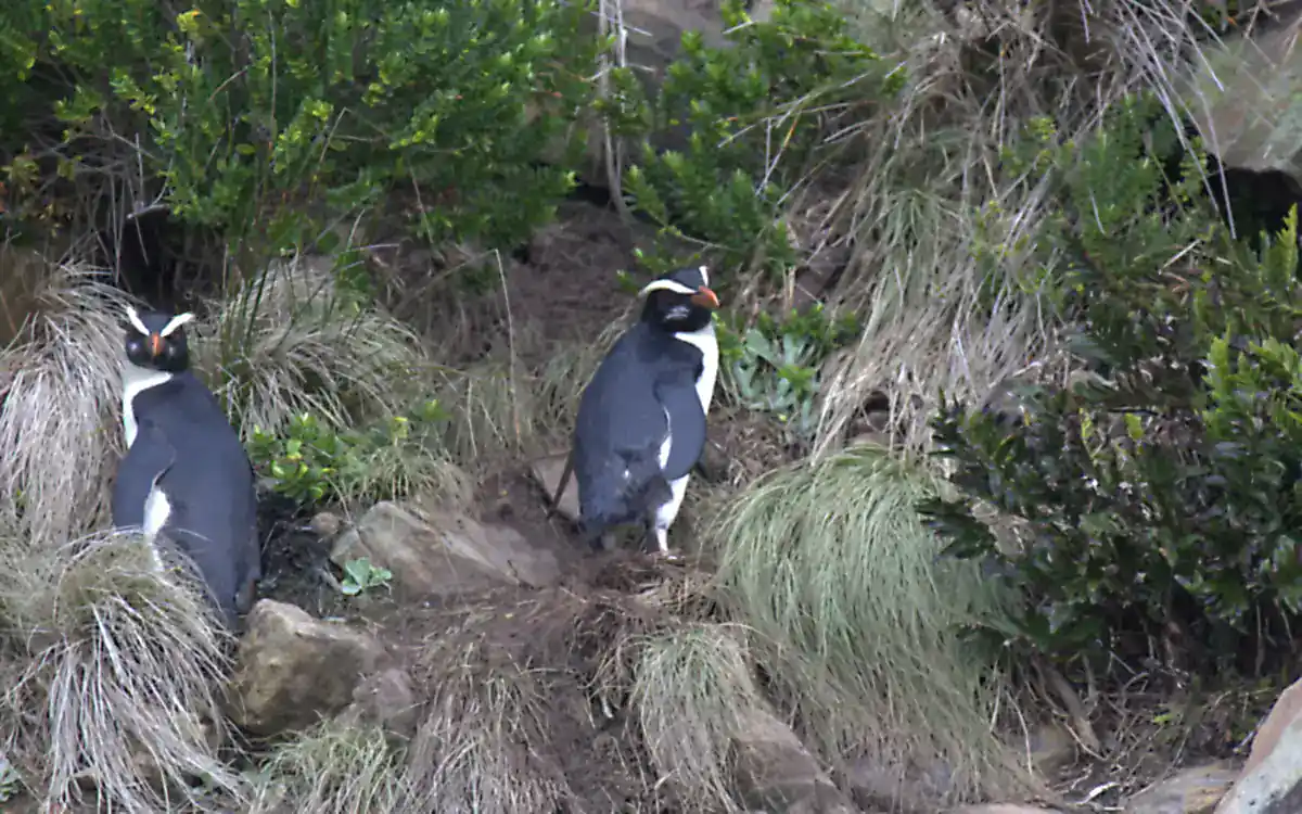 Two Fiordland Penguins with pale yellow eyebrow stripes standing in coastal forest at Munro Beach, New Zealand