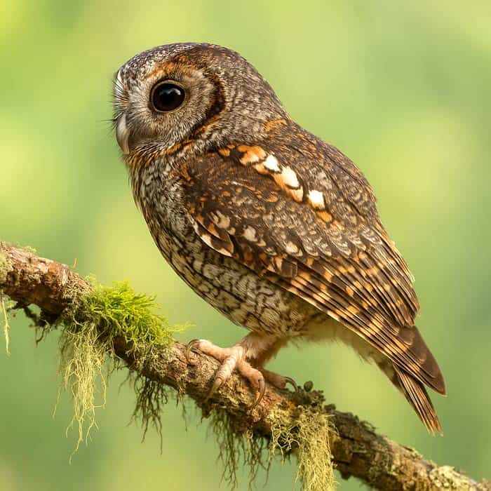 Flammulated Owl Characteristics