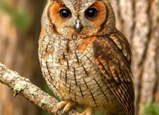 Flammulated Owl