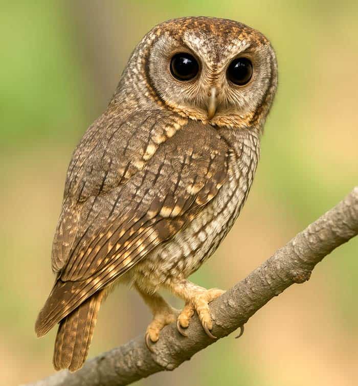 Flammulated Owl Habitat