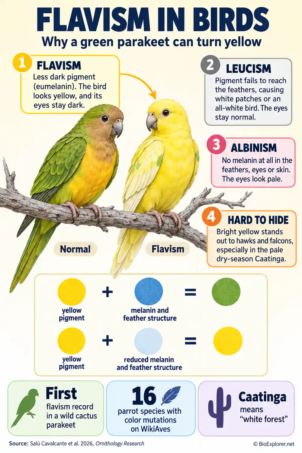 Infographic on flavism in birds: a normal green cactus parakeet beside a yellow flavistic one, how yellow pigment plus melanin makes green, and how flavism differs from leucism and albinism