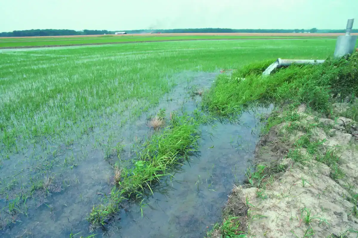 Water flowing from a pipe into a flooded green rice field in central Arkansas