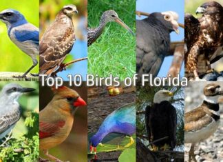 10 Stunning Native Birds Every Florida Visitor Needs to See