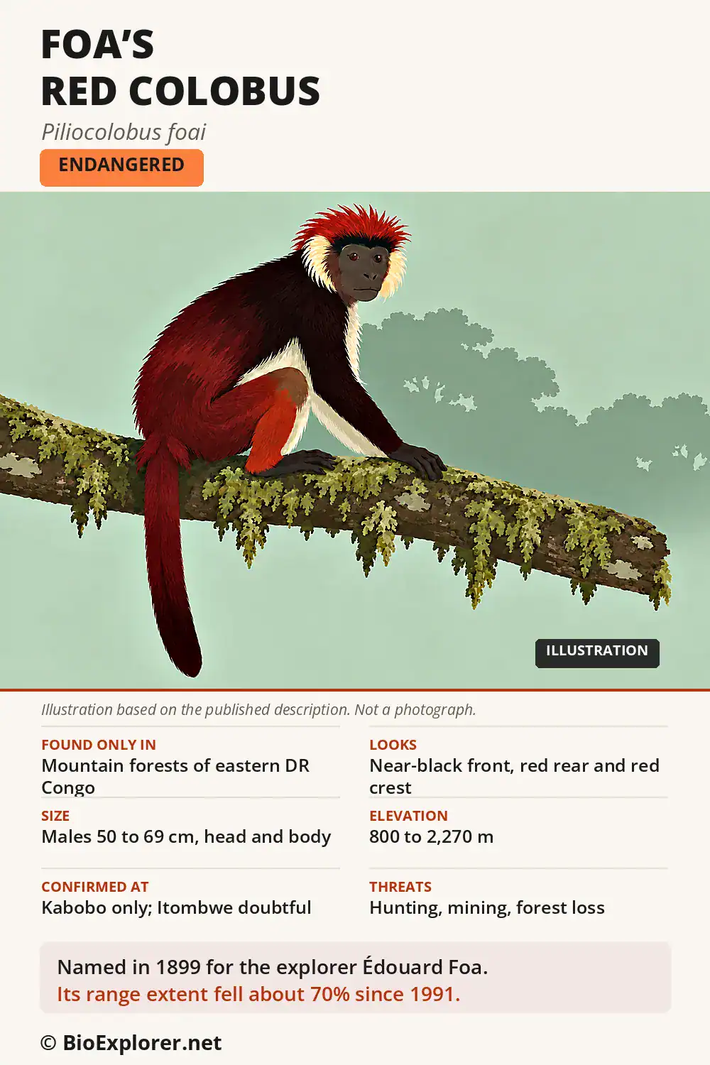 Infographic on the Foa's red colobus: mountain forests of the eastern DR Congo, size, threats and Endangered status