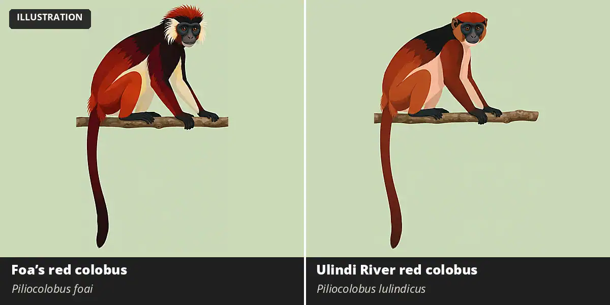 Illustration comparing a Foa's red colobus with a near-black front and red rear and a reddish Ulindi River red colobus with a pale underside