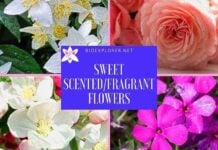 Top 100 BEST Fragrant Flowers