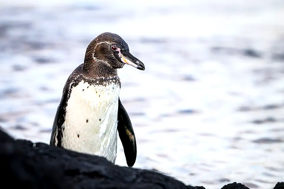 A small Galapagos Penguin standing on dark lava rock by the sea on Isabela Island