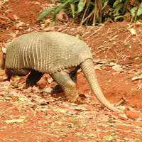 Giant armadillo walking on red soil in Bolivia