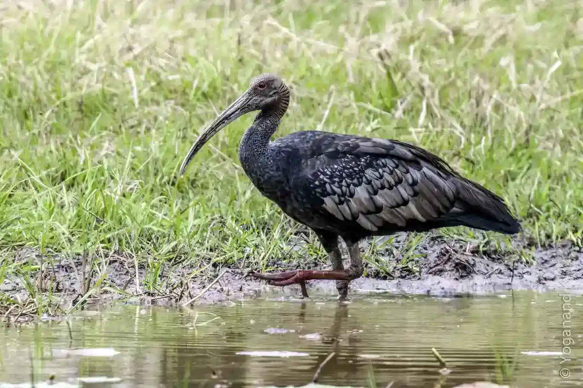 Giant Ibis wading in shallow water in Cambodia showing its bare gray head and dark nape bars