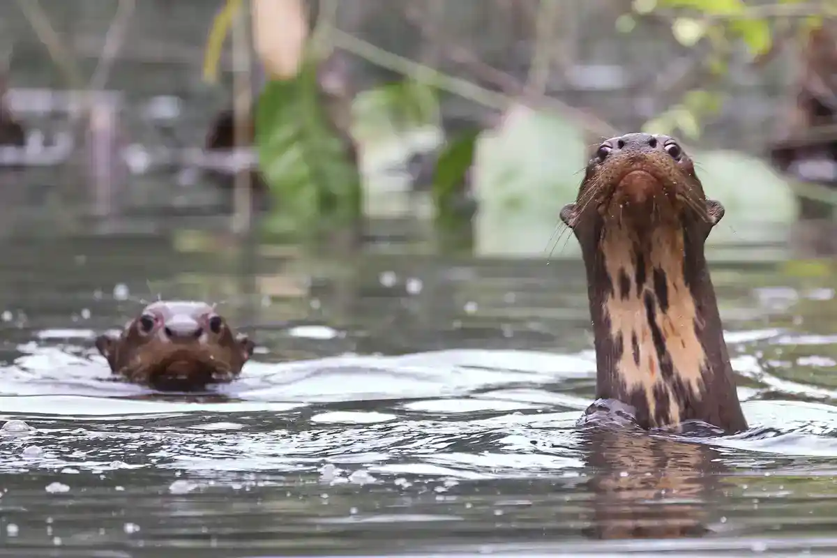 Giant otters (Pteronura brasiliensis) in an Amazon river Two giant otters in river water, pale throat markings visible