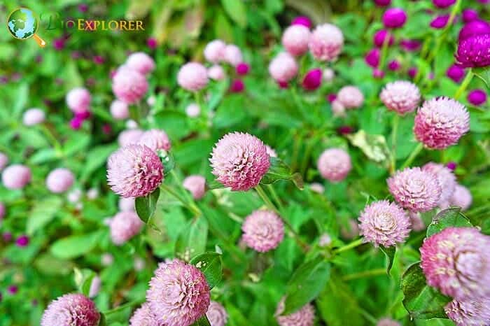 Globe Amaranth Flowers