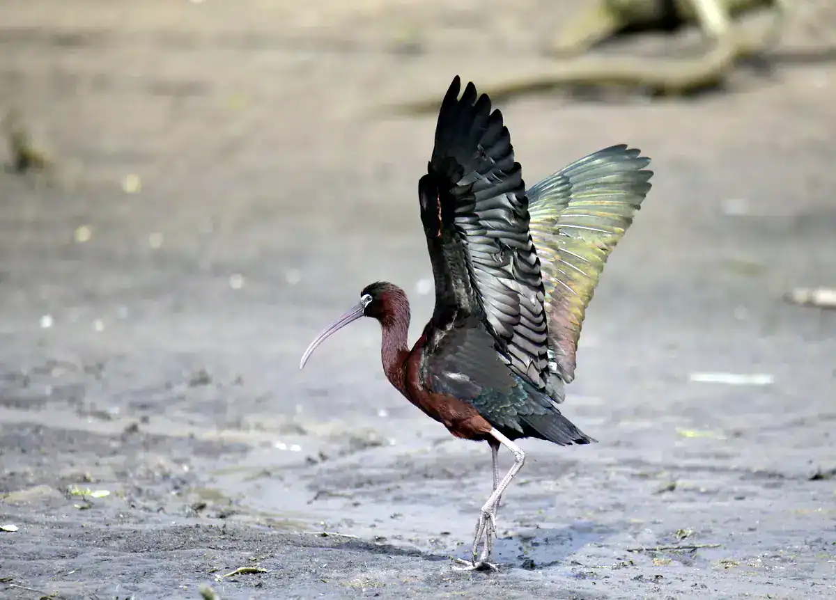 Glossy Ibis in breeding plumage stretching a wing to show maroon body and green bronze iridescence