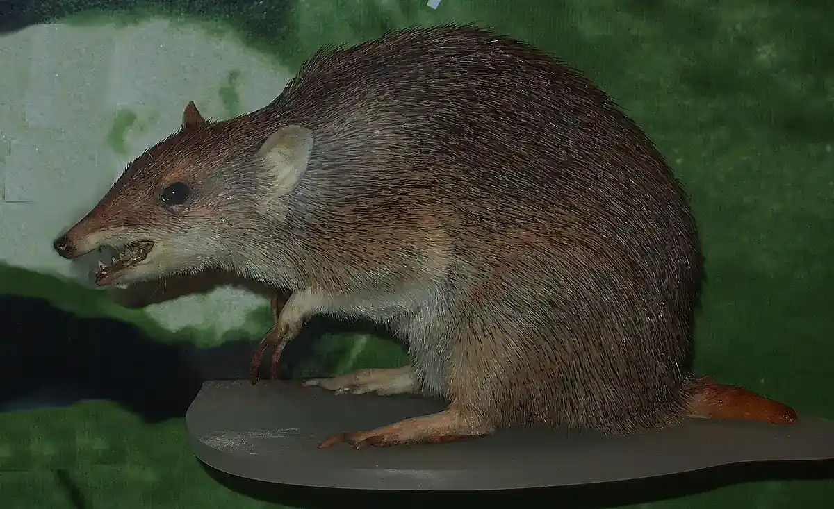 Golden Bandicoot, the species the skull was filed under Mounted golden bandicoot with grizzled golden-brown fur and a short tail in a museum display