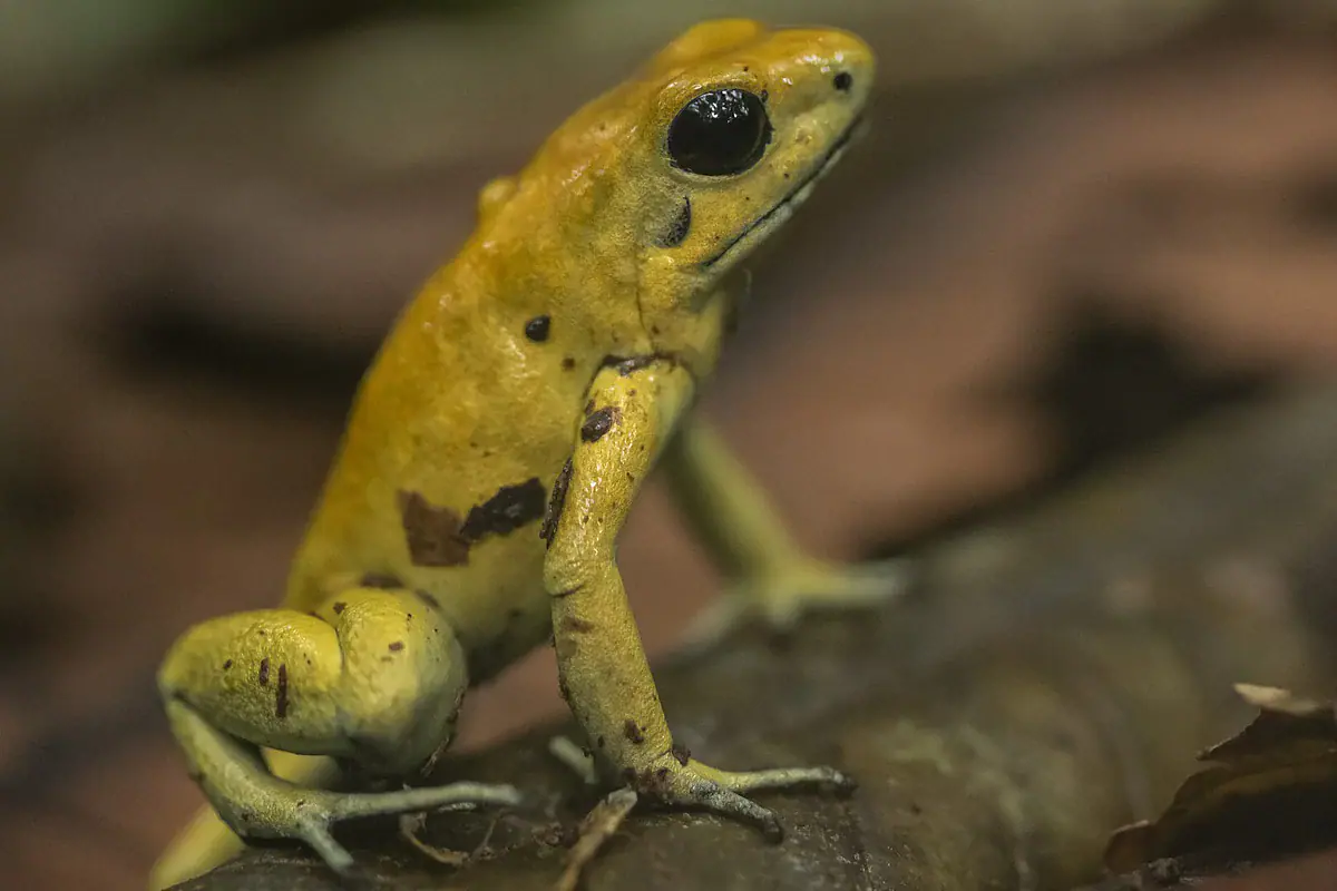 Yellow golden poison frog sitting on a branch