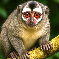 Gray-bellied Night Monkey Gray-bellied Night Monkey
