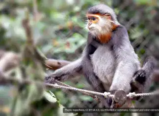Gray-Shanked Douc Langur