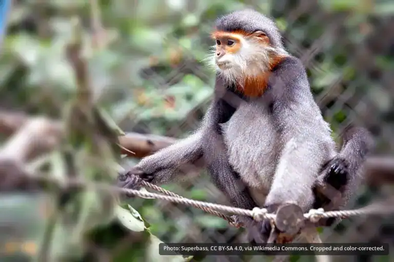 Gray-Shanked Douc Langur