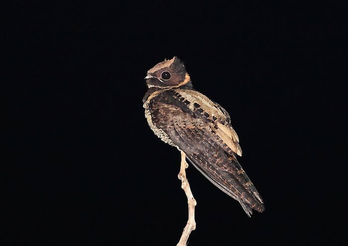 Great Eared Nightjar Great Eared Nightjar
