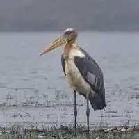 Greater adjutant with bare pink head and long neck pouch standing in Bihar, India