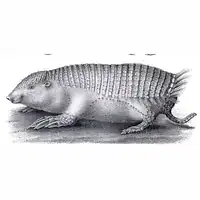 1863 illustration of a greater fairy armadillo by Hermann Burmeister