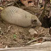 Greater naked-tailed armadillo at the entrance of its burrow in Bahia, Brazil