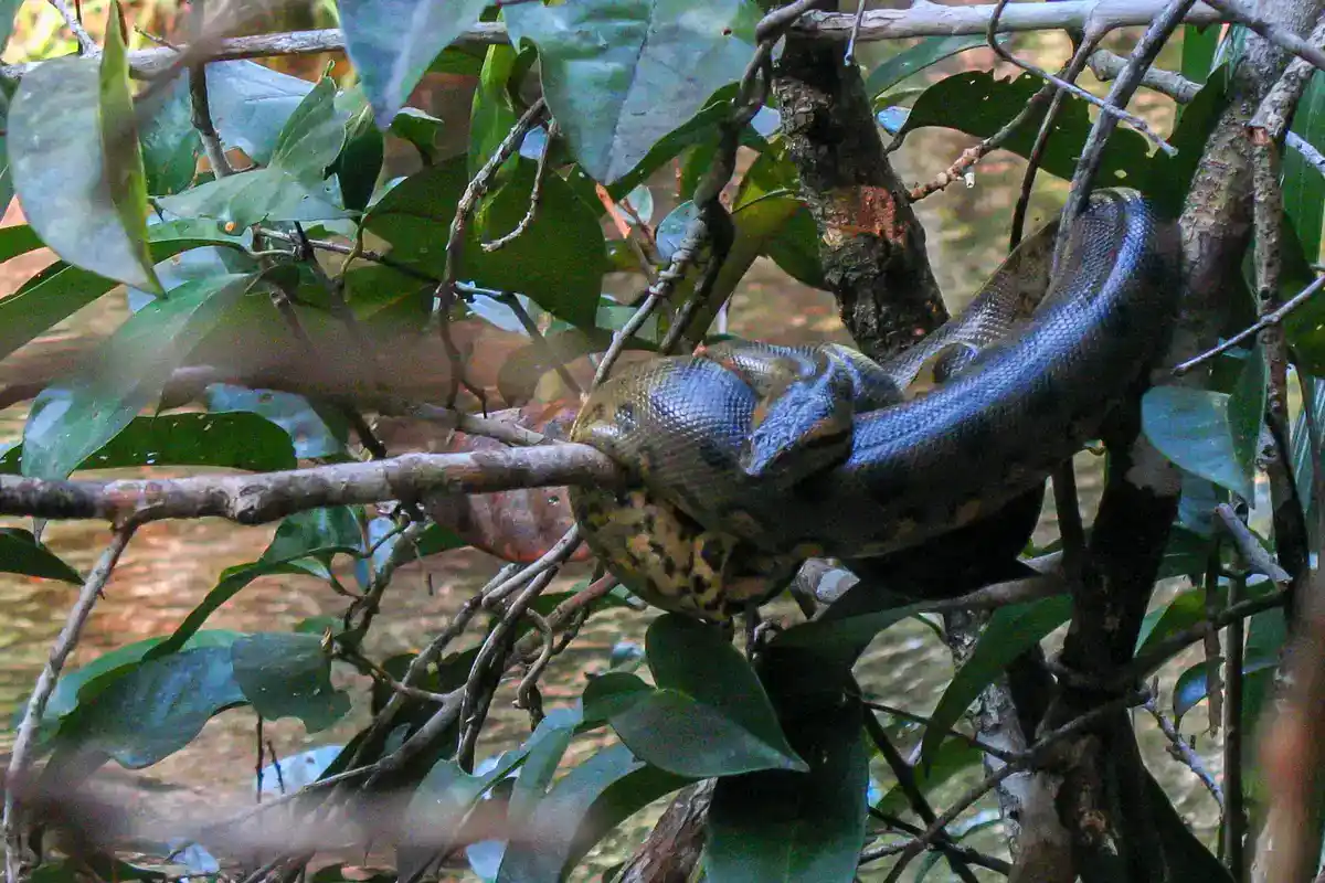 Green anaconda (Eunectes murinus), the heaviest snake in the world Green anaconda coiled across branches above water
