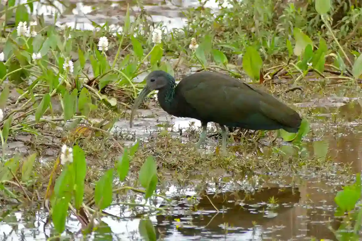 Green Ibis at a muddy forest edge showing blackish plumage with heavy green iridescence