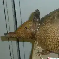 The 1846 museum specimen of the greater long-nosed armadillo collected by August Kappler in Suriname