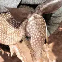 Close view of a Guianan long-nosed armadillo showing its long ears and spotted head shield, Suriname